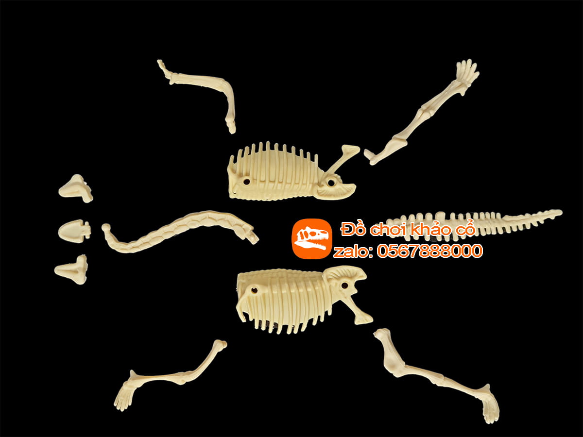 Bộ đồ chơi khảo cổ thạch cao khủng long cổ dài Brachiosaurus