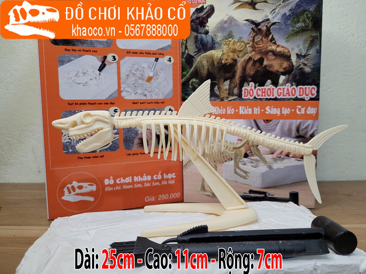 Bộ đồ chơi đào hóa thạch khủng long Megalodon