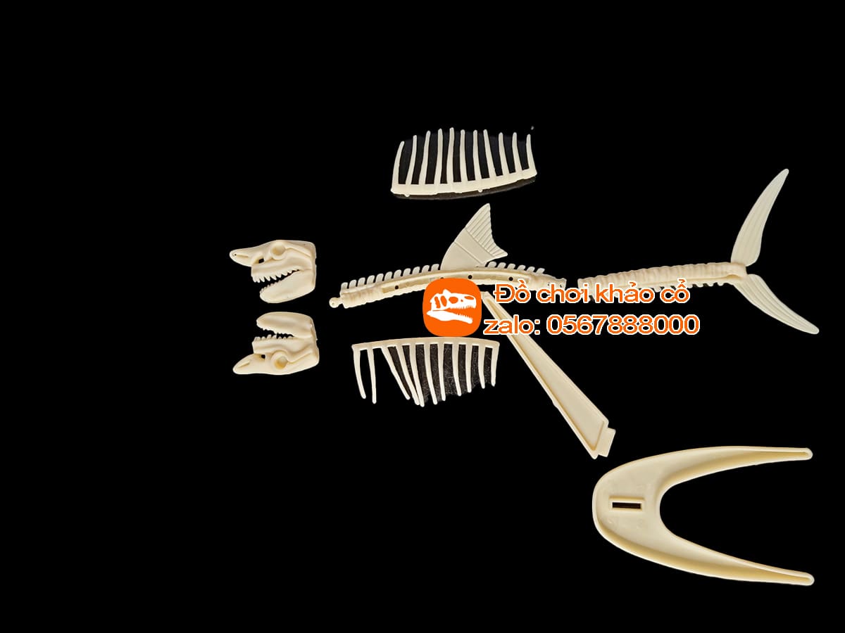 Bộ đồ chơi khảo cổ hóa thạch cá mập khổng lồ Megalodon