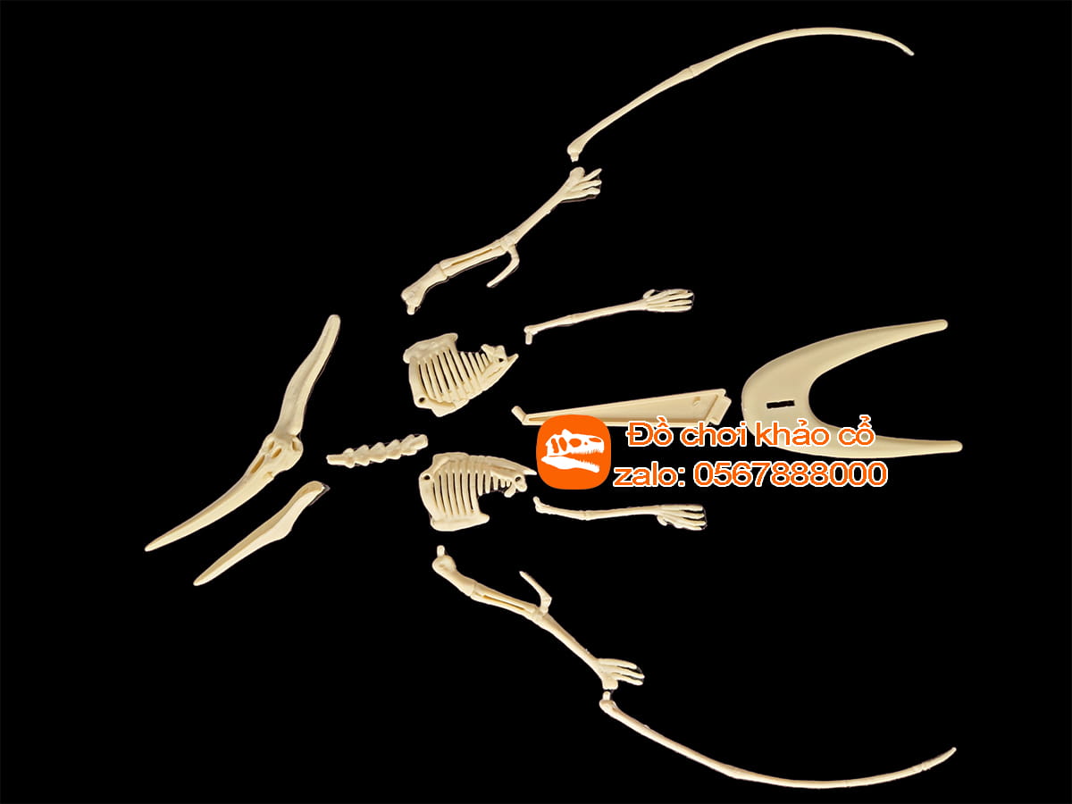 bộ đồ chơi khảo cổ thạch cao khủng long bay Pterodactyl