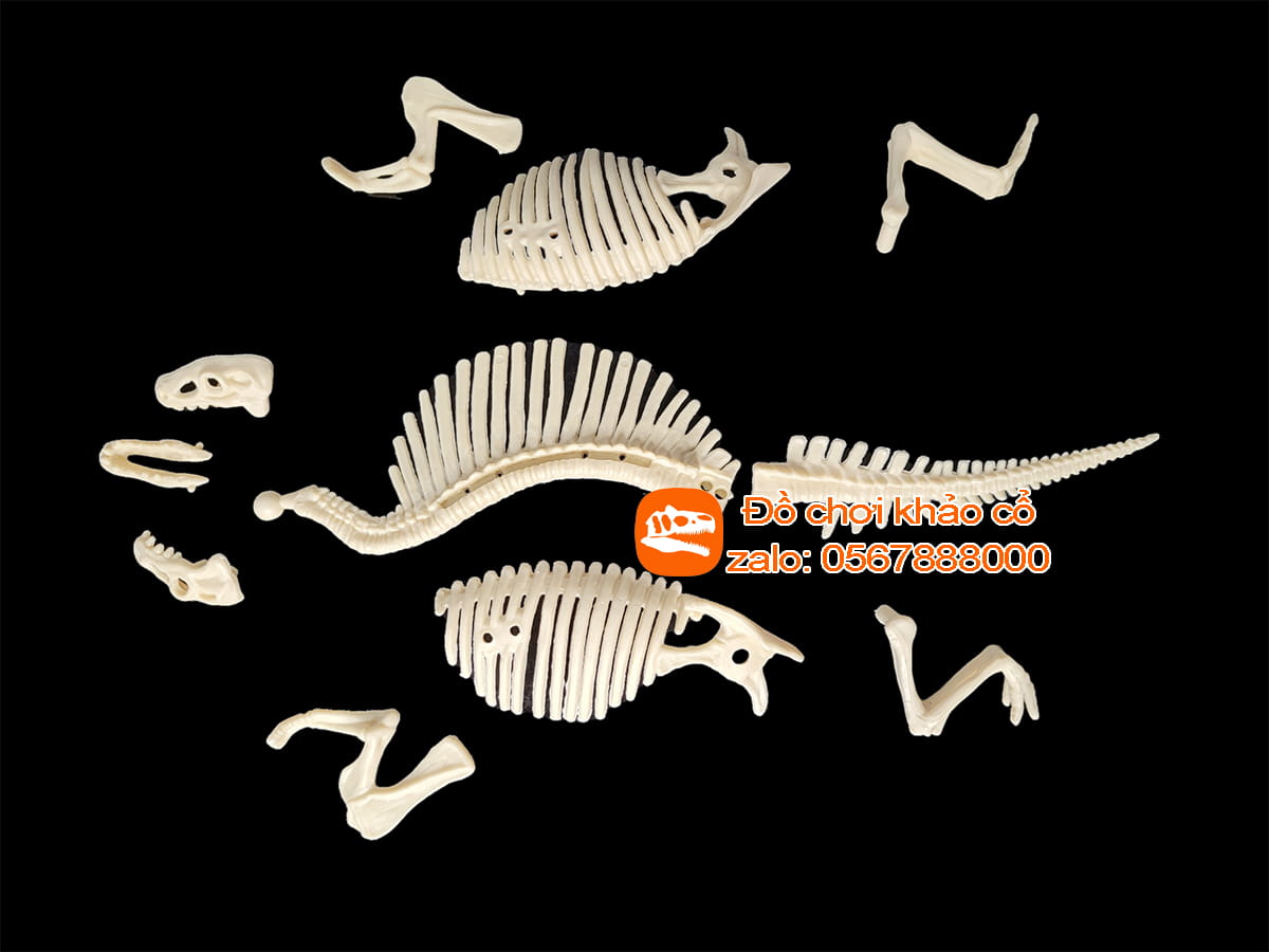 Bộ đồ chơi khảo cổ thạch cao khủng long thằn lằn gai Spinosaurus