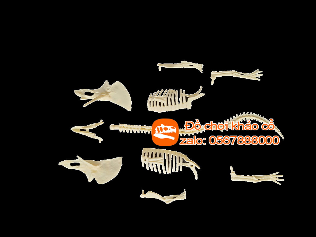 bộ đồ chơi khảo cổ thạch cao khủng long ba sừng Triceratops