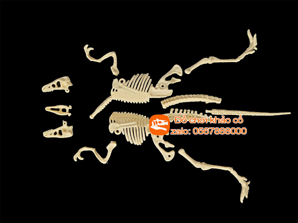 bộ đồ chơi khảo cổ thạch cao chim săn mồi tốc độ Velociraptor