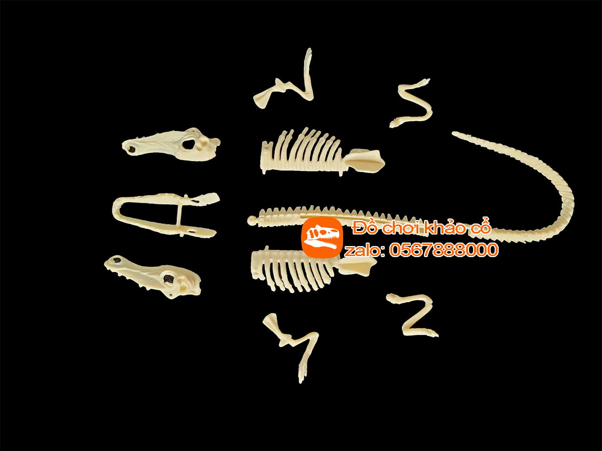 bộ đồ chơi khảo cổ thạch cao cá sấu cổ đại alligator