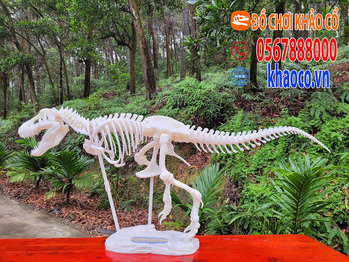 Xưởng sản xuất đồ chơi khảo cổ giá sỉ freeship toàn quốc 42 Mô hình khủng long đồ chơi khảo cổ 1,5m